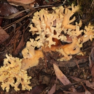 Ramaria capitata var. capitata at Paddys River, ACT - 2 Jun 2019 12:33 PM