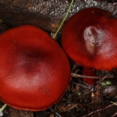 Cortinarius sp. (Cortinarius) at Paddys River, ACT - 2 Jun 2019 by Marthijn