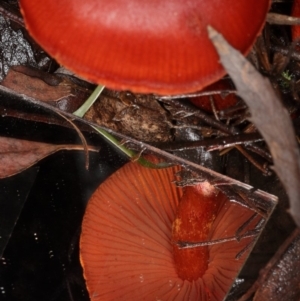 Cortinarius sp. at Paddys River, ACT - 2 Jun 2019 12:25 PM