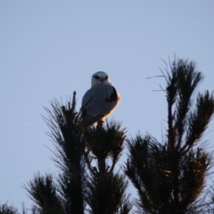 Elanus axillaris (Black-shouldered Kite) at Manar, NSW - 2 Jun 2019 by LisaH