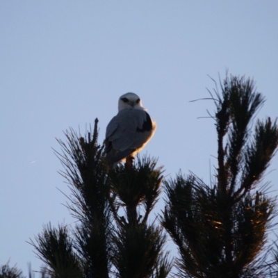 Elanus axillaris (Black-shouldered Kite) at Manar, NSW - 2 Jun 2019 by LisaH