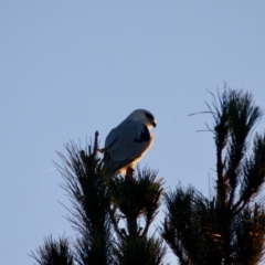 Elanus axillaris at Manar, NSW - 2 Jun 2019