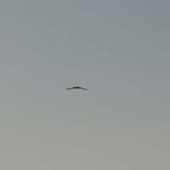 Elanus axillaris at Manar, NSW - 2 Jun 2019