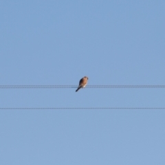 Falco cenchroides (Nankeen Kestrel) at Bungendore, NSW - 2 Jun 2019 by LisaH
