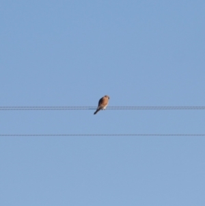 Falco cenchroides at Bungendore, NSW - 2 Jun 2019