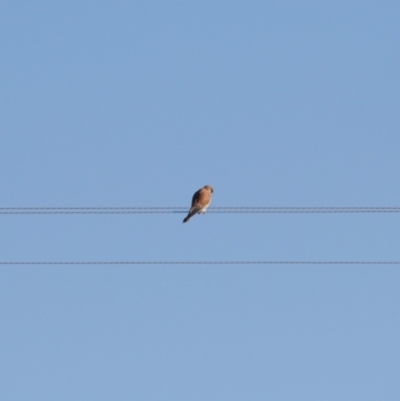 Falco cenchroides (Nankeen Kestrel) at Bungendore, NSW - 2 Jun 2019 by LisaH