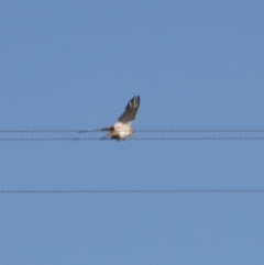 Falco cenchroides at Bungendore, NSW - 2 Jun 2019