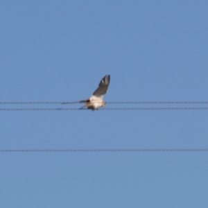 Falco cenchroides at Bungendore, NSW - 2 Jun 2019