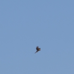 Falco cenchroides at Bungendore, NSW - 2 Jun 2019