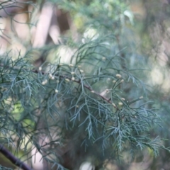 Cupressus sp. (genus) (A Cypress) at Mongarlowe, NSW - 2 Jun 2019 by LisaH