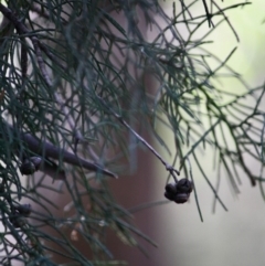 Cupressus sp. at Mongarlowe, NSW - 2 Jun 2019 05:34 PM