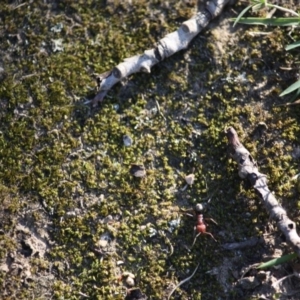 Iridomyrmex purpureus at Mongarlowe, NSW - 2 Jun 2019