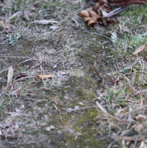 Iridomyrmex purpureus at Mongarlowe, NSW - 2 Jun 2019