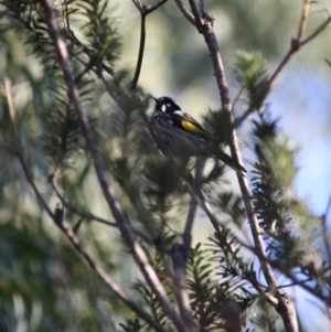 Phylidonyris novaehollandiae at Mongarlowe, NSW - 2 Jun 2019