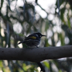 Phylidonyris novaehollandiae at Mongarlowe, NSW - 2 Jun 2019