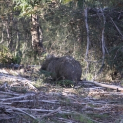 Vombatus ursinus (Common wombat, Bare-nosed Wombat) at QPRC LGA - 2 Jun 2019 by LisaH