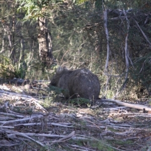 Vombatus ursinus at Mongarlowe, NSW - 2 Jun 2019