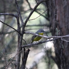 Eopsaltria australis (Eastern Yellow Robin) at Mongarlowe River - 2 Jun 2019 by LisaH