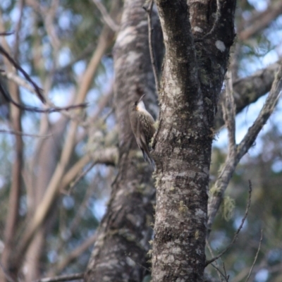 Cormobates leucophaea (White-throated Treecreeper) at Mongarlowe, NSW - 2 Jun 2019 by LisaH