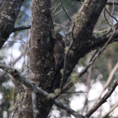 Cormobates leucophaea at Mongarlowe, NSW - 2 Jun 2019