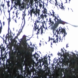 Callocephalon fimbriatum at Mount Clear, ACT - 2 Jun 2019