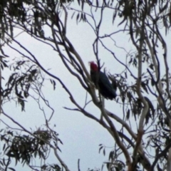 Callocephalon fimbriatum at Mount Clear, ACT - suppressed