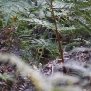 Psophodes olivaceus at Mongarlowe, NSW - 2 Jun 2019