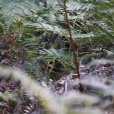 Psophodes olivaceus (Eastern Whipbird) at Mongarlowe, NSW - 2 Jun 2019 by LisaH