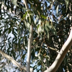 Acanthiza lineata (Striated Thornbill) at Mongarlowe River - 2 Jun 2019 by LisaH