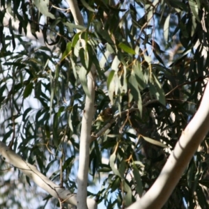 Acanthiza lineata at Mongarlowe, NSW - 2 Jun 2019 03:25 PM