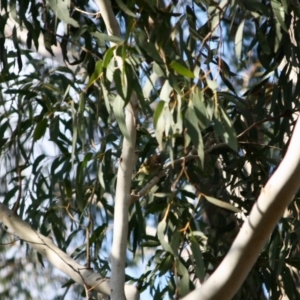 Acanthiza lineata at Mongarlowe, NSW - 2 Jun 2019