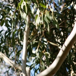 Acanthiza lineata at Mongarlowe, NSW - 2 Jun 2019 03:25 PM