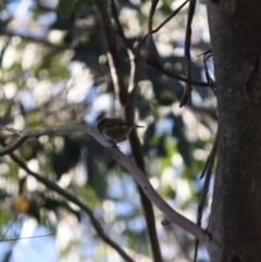 Acanthiza lineata at Mongarlowe, NSW - 2 Jun 2019 03:25 PM