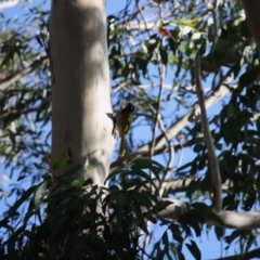 Nesoptilotis leucotis (White-eared Honeyeater) at Mongarlowe, NSW - 2 Jun 2019 by LisaH