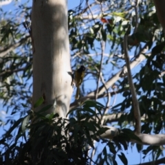 Nesoptilotis leucotis (White-eared Honeyeater) at Mongarlowe River - 2 Jun 2019 by LisaH