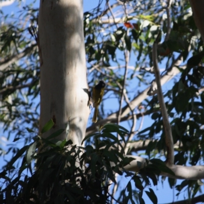 Nesoptilotis leucotis (White-eared Honeyeater) at Mongarlowe River - 2 Jun 2019 by LisaH