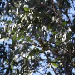 Nesoptilotis leucotis at Mongarlowe, NSW - 2 Jun 2019