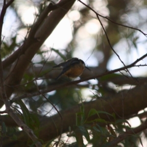 Acanthorhynchus tenuirostris at Mongarlowe, NSW - 2 Jun 2019 03:10 PM