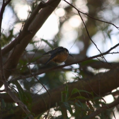 Acanthorhynchus tenuirostris (Eastern Spinebill) at Mongarlowe, NSW - 2 Jun 2019 by LisaH