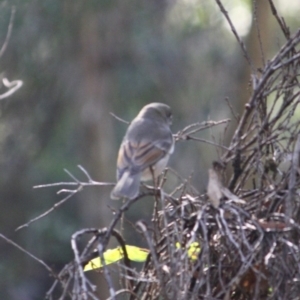 Pachycephala pectoralis at Mongarlowe, NSW - 2 Jun 2019