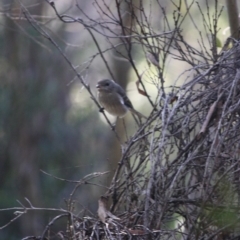 Pachycephala pectoralis at Mongarlowe, NSW - 2 Jun 2019