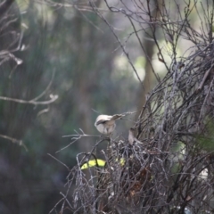 Pachycephala pectoralis at Mongarlowe, NSW - 2 Jun 2019