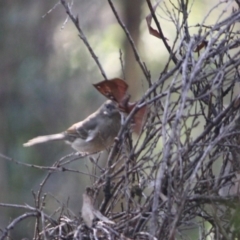 Pachycephala pectoralis at Mongarlowe, NSW - 2 Jun 2019