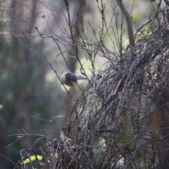 Pachycephala pectoralis at Mongarlowe, NSW - 2 Jun 2019