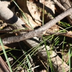 Lampropholis guichenoti (Common Garden Skink) at Mongarlowe, NSW - 2 Jun 2019 by LisaH