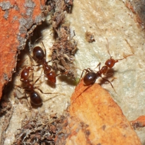 Papyrius nitidus at Acton, ACT - 1 Jun 2019