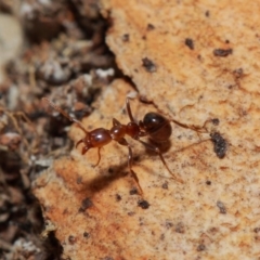 Papyrius nitidus at Acton, ACT - 1 Jun 2019