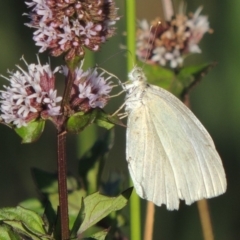 Pieris rapae (Cabbage White) at Point Hut to Tharwa - 27 Mar 2019 by michaelb