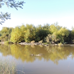 Salix sp. at Paddys River, ACT - 27 Mar 2019