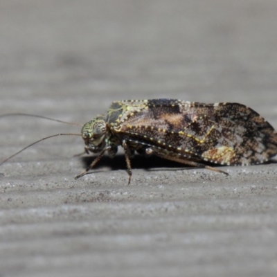 Myopsocidae (family) (Mouse-like Barklice) at ANBG - 1 Jun 2019 by TimL